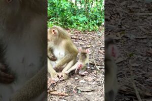 Lovely Baby Florian Play With Mom #monkey #aniamals #newbornbaby #cute #playanimalofficial #baby