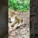 Lovely Baby Florian Play With Mom #monkey #aniamals #newbornbaby #cute #playanimalofficial #baby