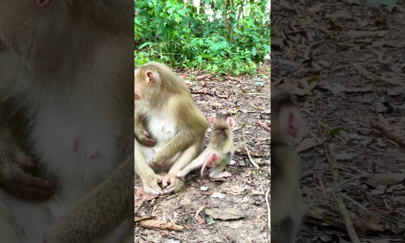 Lovely Baby Florian Play With Mom #monkey #aniamals #newbornbaby #cute #playanimalofficial #baby