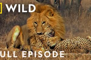 Male Lions Brutally Attack Cheetahs (Full Episode) | Cat Wars: Lion vs Cheetah | Serengeti