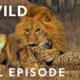 Male Lions Brutally Attack Cheetahs (Full Episode) | Cat Wars: Lion vs Cheetah | Serengeti