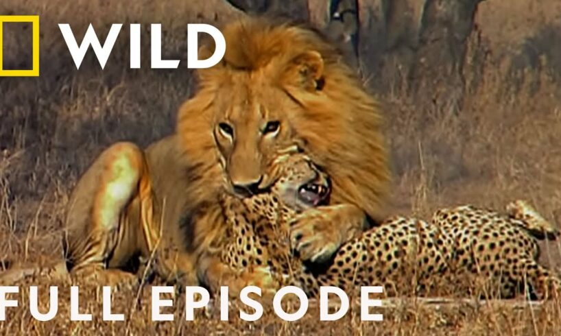 Male Lions Brutally Attack Cheetahs (Full Episode) | Cat Wars: Lion vs Cheetah | Serengeti