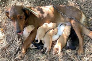 Mama dog chained and abandoned with newborn puppies