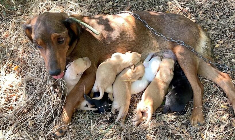 Mama dog chained and abandoned with newborn puppies