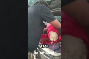 Man Rescues 2 Dogs