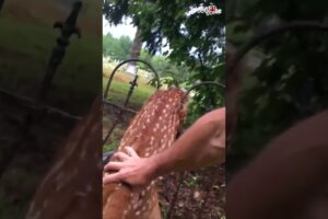 Man Saves Baby Deer from Fence