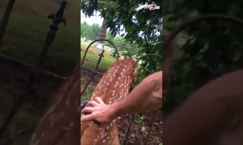 Man Saves Baby Deer from Fence