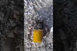 Man saved the life of crabs at the beach #shortvideo #rescue #animals #respect