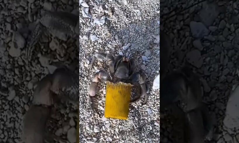 Man saved the life of crabs at the beach #shortvideo #rescue #animals #respect