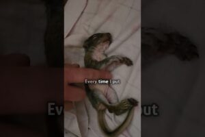 Man saves a baby squirrel