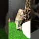 Mario sit play alone #video #monkey #trending #cute #animals #love #viralvideo #youtube #pets