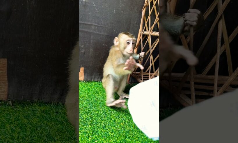 Mario sit play alone #video #monkey #trending #cute #animals #love #viralvideo #youtube #pets