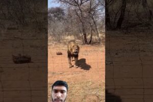 Meat Gets Hit By A Lion's Head 🦁🔥✨ #animals #wildanimals #wildlife