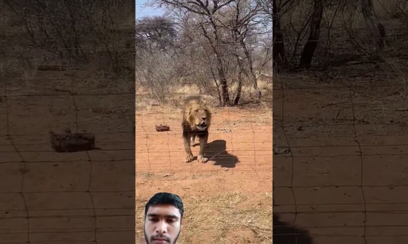 Meat Gets Hit By A Lion's Head 🦁🔥✨ #animals #wildanimals #wildlife