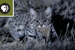 Meet the Deadliest Cat on the Planet