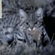 Meet the Deadliest Cat on the Planet