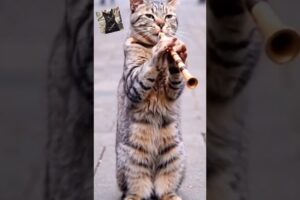 Meow meow Funny Music Cat Video #cat #catvideos #funny #ayan4short #music #funnypet #cutecat