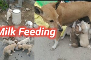 Milk Feeding for cute puppies @ANJIVisionHUMANITY