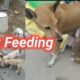 Milk Feeding for cute puppies @ANJIVisionHUMANITY