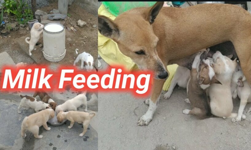 Milk Feeding for cute puppies @ANJIVisionHUMANITY