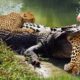 Most Amazing Moments Of Wild Animal Fights 🐆🐊 Wild Discovery Animals