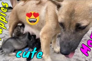 Mother Dog Breastfeeding Her Cute Puppies Wagging Tail Happily Seeing Old Owner | Viral Dog