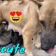 Mother Dog Breastfeeding Her Cute Puppies Wagging Tail Happily Seeing Old Owner | Viral Dog