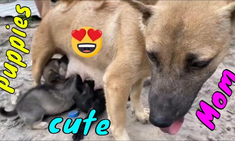 Mother Dog Breastfeeding Her Cute Puppies Wagging Tail Happily Seeing Old Owner | Viral Dog