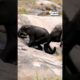 Mother Elephant Rescues Her Baby | HERO of the Week