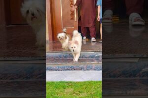 Muffin and jordan my cute puppies (mian saqib)