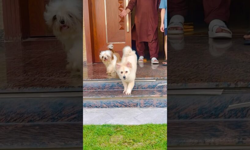 Muffin and jordan my cute puppies (mian saqib)