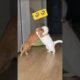 My Cats Are Fighting | Cats Fighting Funny Videos #funnyanimal #trending #cute #funnycat #pets