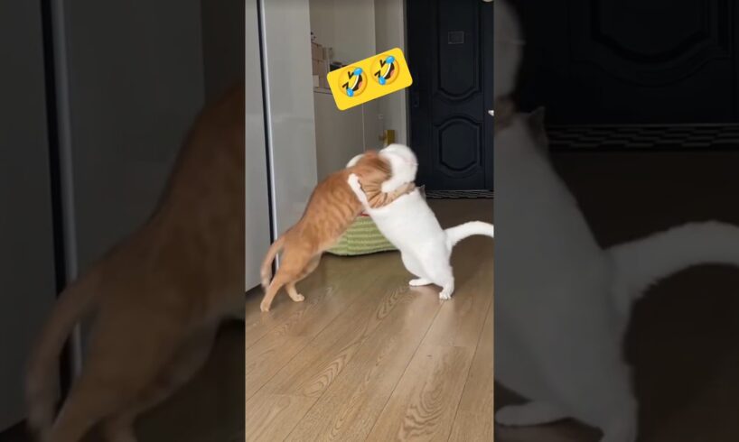 My Cats Are Fighting | Cats Fighting Funny Videos #funnyanimal #trending #cute #funnycat #pets