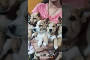 My Cute pet Puppies 🐶 #youtube #cute #puppies #babydog #happy #mypets #babyanimal #babypet