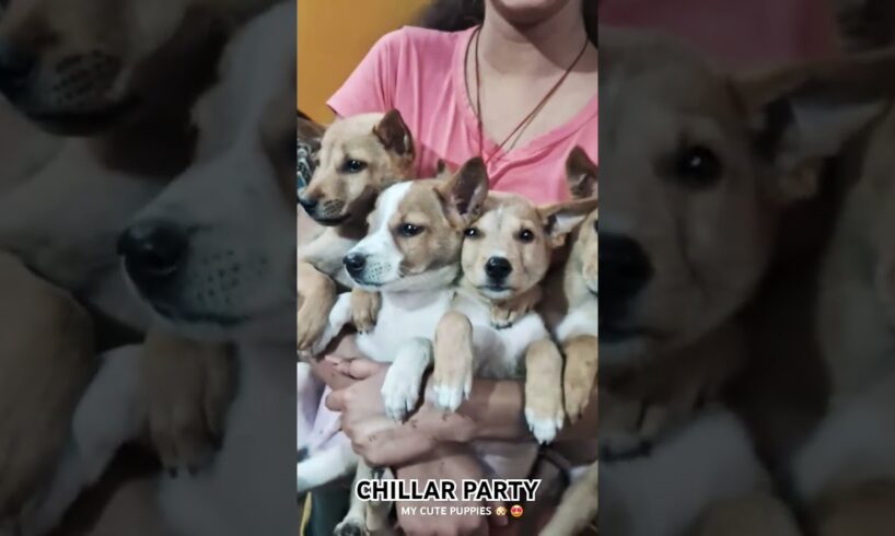 My Cute pet Puppies 🐶 #youtube #cute #puppies #babydog #happy #mypets #babyanimal #babypet