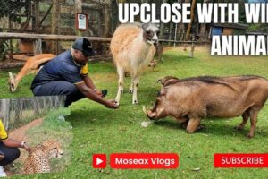 My Heartwarming encounter with rescued animals at Mount Kenya's Wildlife Orphanage