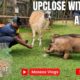 My Heartwarming encounter with rescued animals at Mount Kenya's Wildlife Orphanage