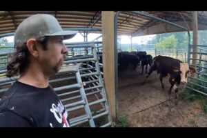 Near death experience & hauling bred heifers home!