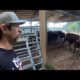 Near death experience & hauling bred heifers home!