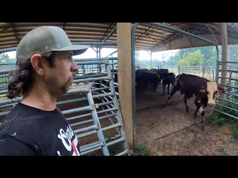 Near death experience & hauling bred heifers home!