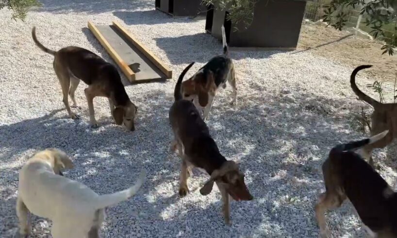 New Area for the Beagles Family! - Takis Shelter