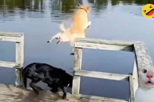 New Funny Animals 🐧 - Dumb Fails CATS And DOGS 😺🐶 2024