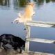 New Funny Animals 🐧 - Dumb Fails CATS And DOGS 😺🐶 2024