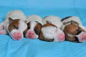 Newborn puppies Jack Russell Terrier - 3 girls and boy! Cute puppies. Cute dog