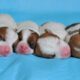 Newborn puppies Jack Russell Terrier - 3 girls and boy! Cute puppies. Cute dog