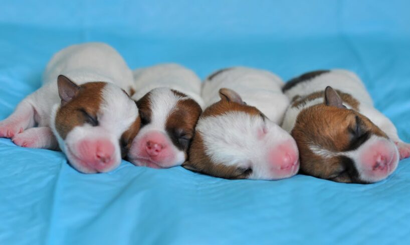 Newborn puppies Jack Russell Terrier - 3 girls and boy! Cute puppies. Cute dog