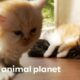 Noisy Little Munchkin Kitten Just Wants To Find A Friend | Too Cute!