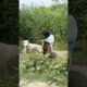 Oh no A boy are playing with the Dog and each other #shorts #viral