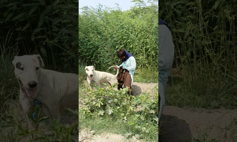 Oh no A boy are playing with the Dog and each other #shorts #viral