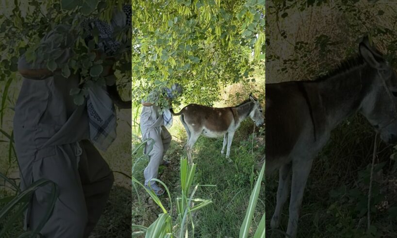 Oh no this Donkey are playing with the boy and first playing #shorts #viral